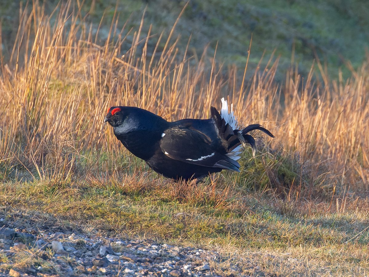 Pete Sutton tweet media