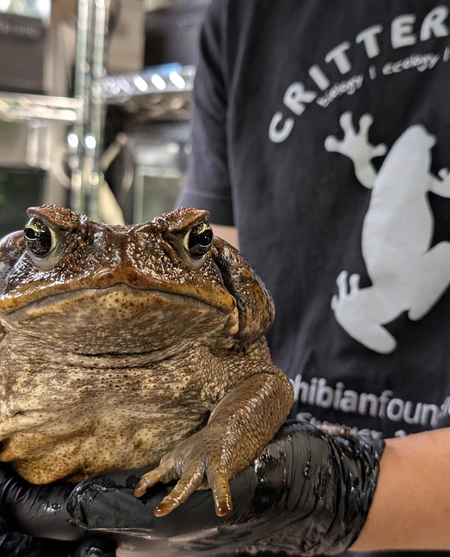 Amphibian Foundation tweet media