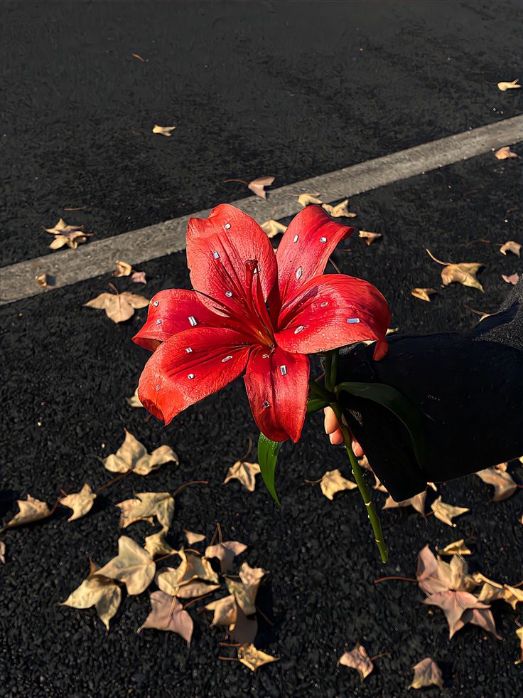 Bloomify tweet media