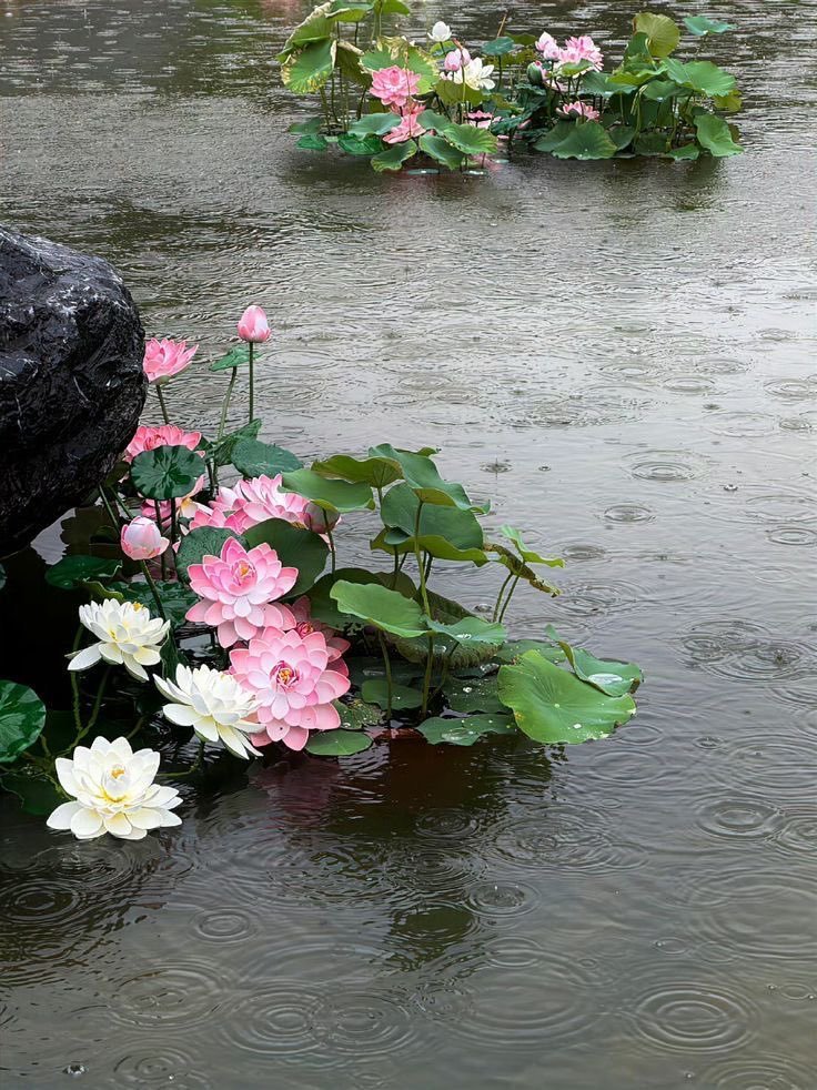 blossom. tweet media