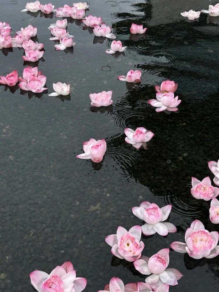 blossom. tweet media