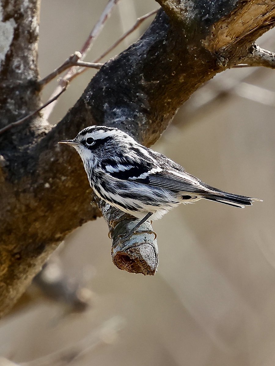 Tom Cadwallender tweet media