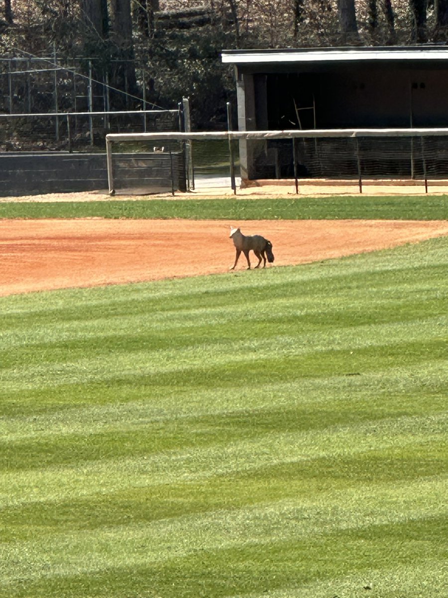 ShilohAthletics tweet media