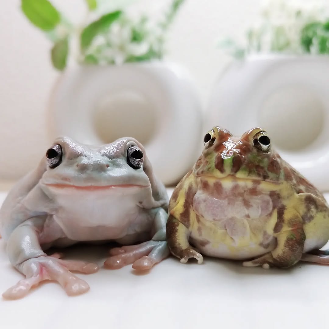 Frog lovers Club (@froglovers_club) / Posts / X