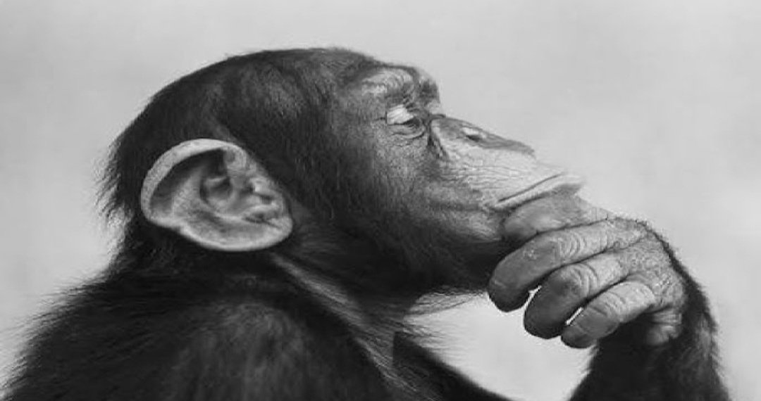 soulmolon tweet media