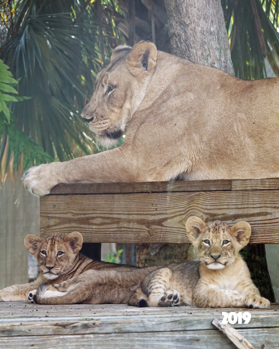 Naples Zoo tweet media