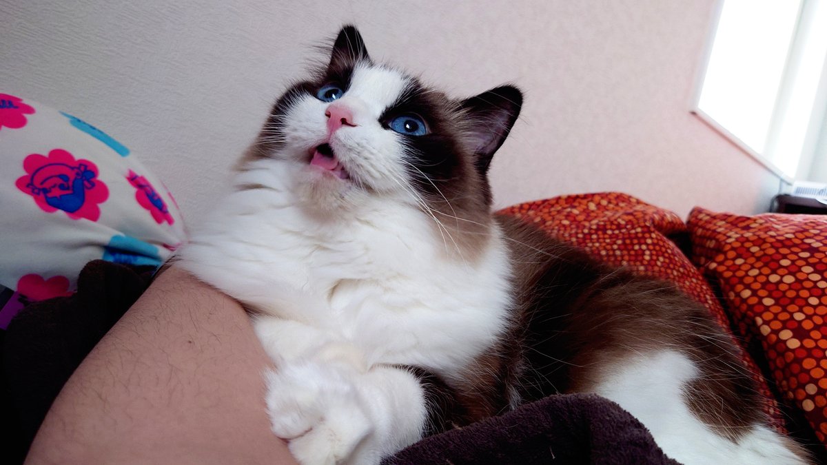 ESMiIk's tweet photo. 最近の猫たち https://t.co/kk4WTgV72N