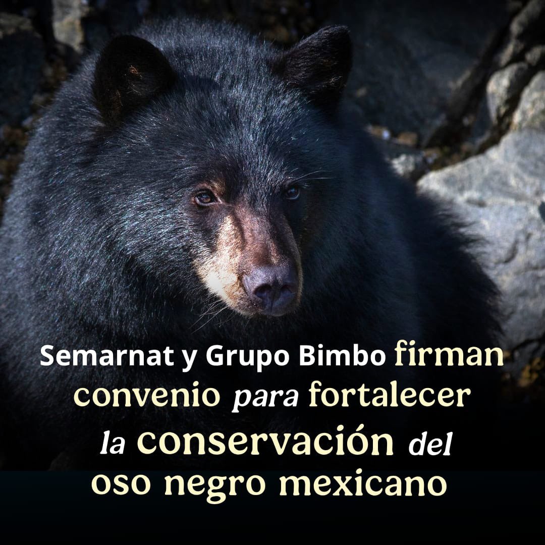 📄 #COMUNICADO | Semarnat y <a href="/Grupo_Bimbo/">Grupo Bimbo</a> firman convenio para fortalecer la conservación del oso negro mexicano.

➡️ bit.ly/40aKE09
#SomosMedioAmbiente