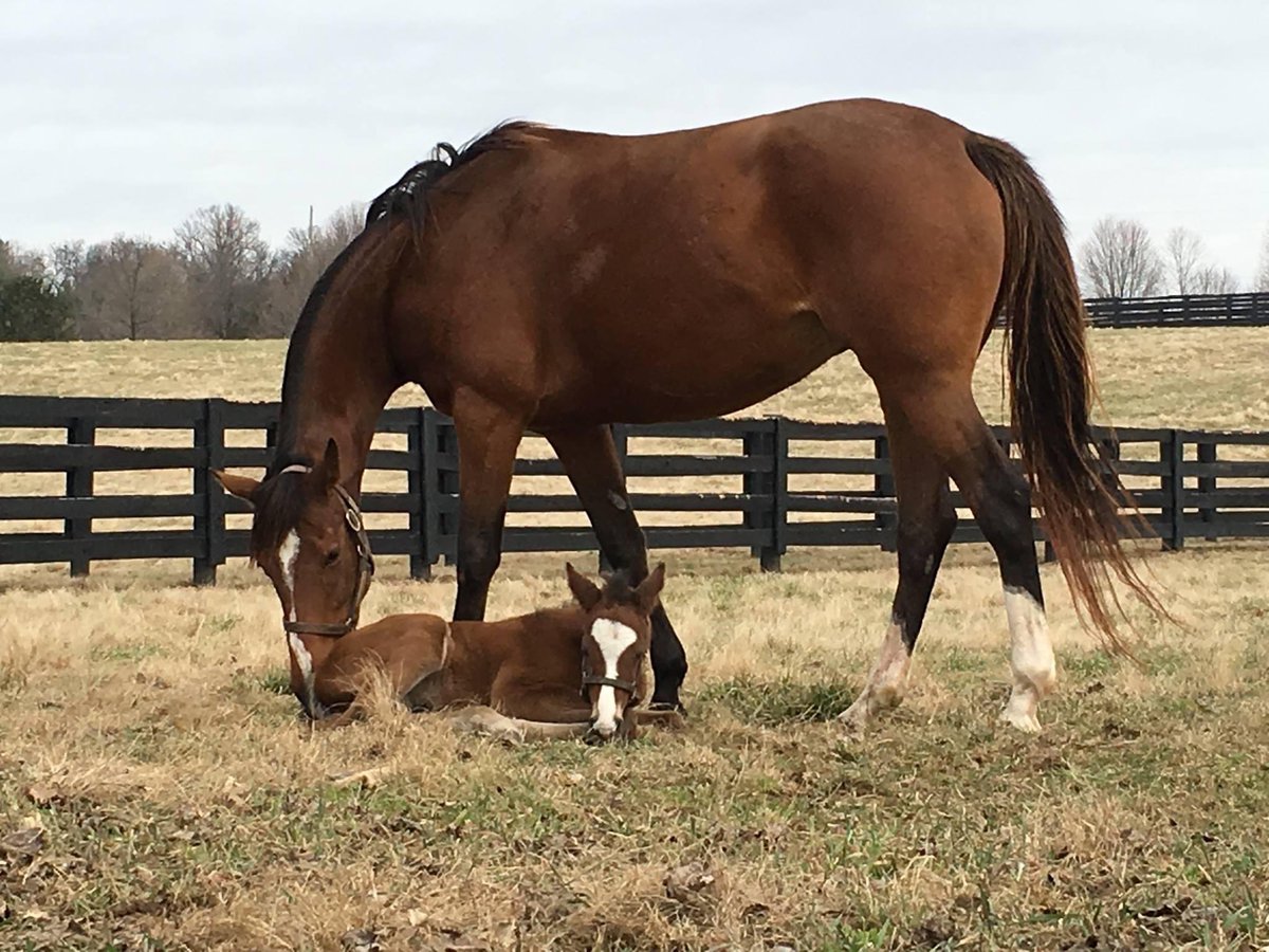 Julie Witt tweet media