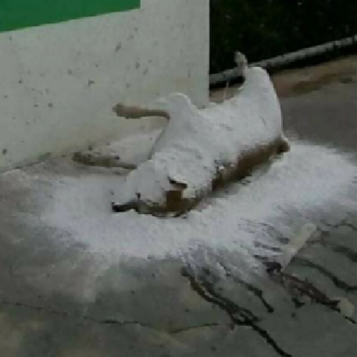 Locoto 🌶️🇧🇴 tweet media