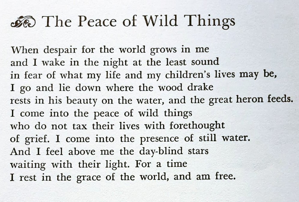 Cian McCarthy tweet media