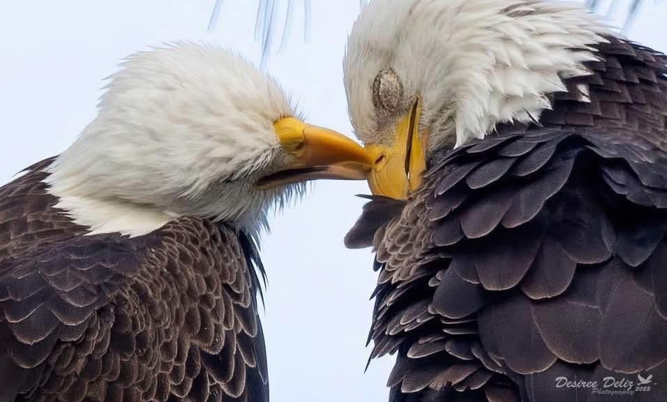 aerolisa1's tweet image. F23 and M15 Memories 
❤️🦅🦅🙏

#SWFL
#Eagles