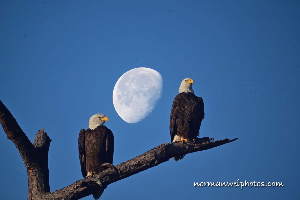 aerolisa1's tweet image. F23 and M15 Memories 
❤️🦅🦅🙏

#SWFL
#Eagles