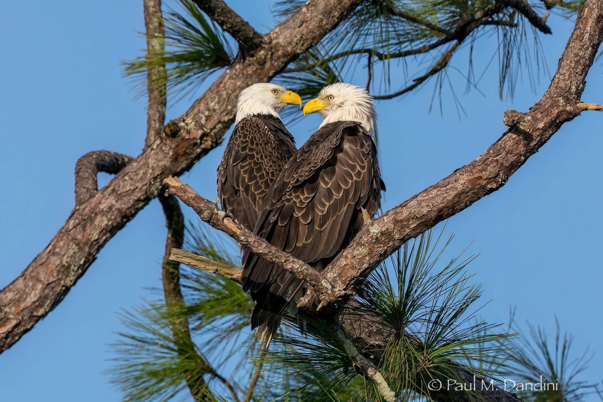 aerolisa1's tweet image. F23 and M15 Memories 
❤️🦅🦅🙏

#SWFL
#Eagles