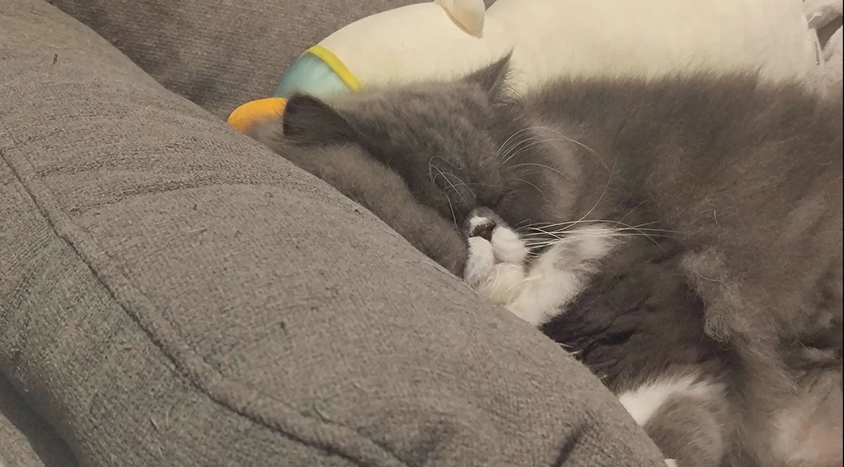 Jujunaught tweet media