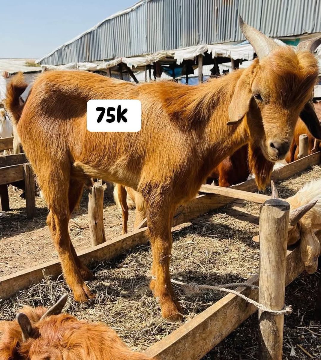 Chidimma Blessing Noblelady tweet media