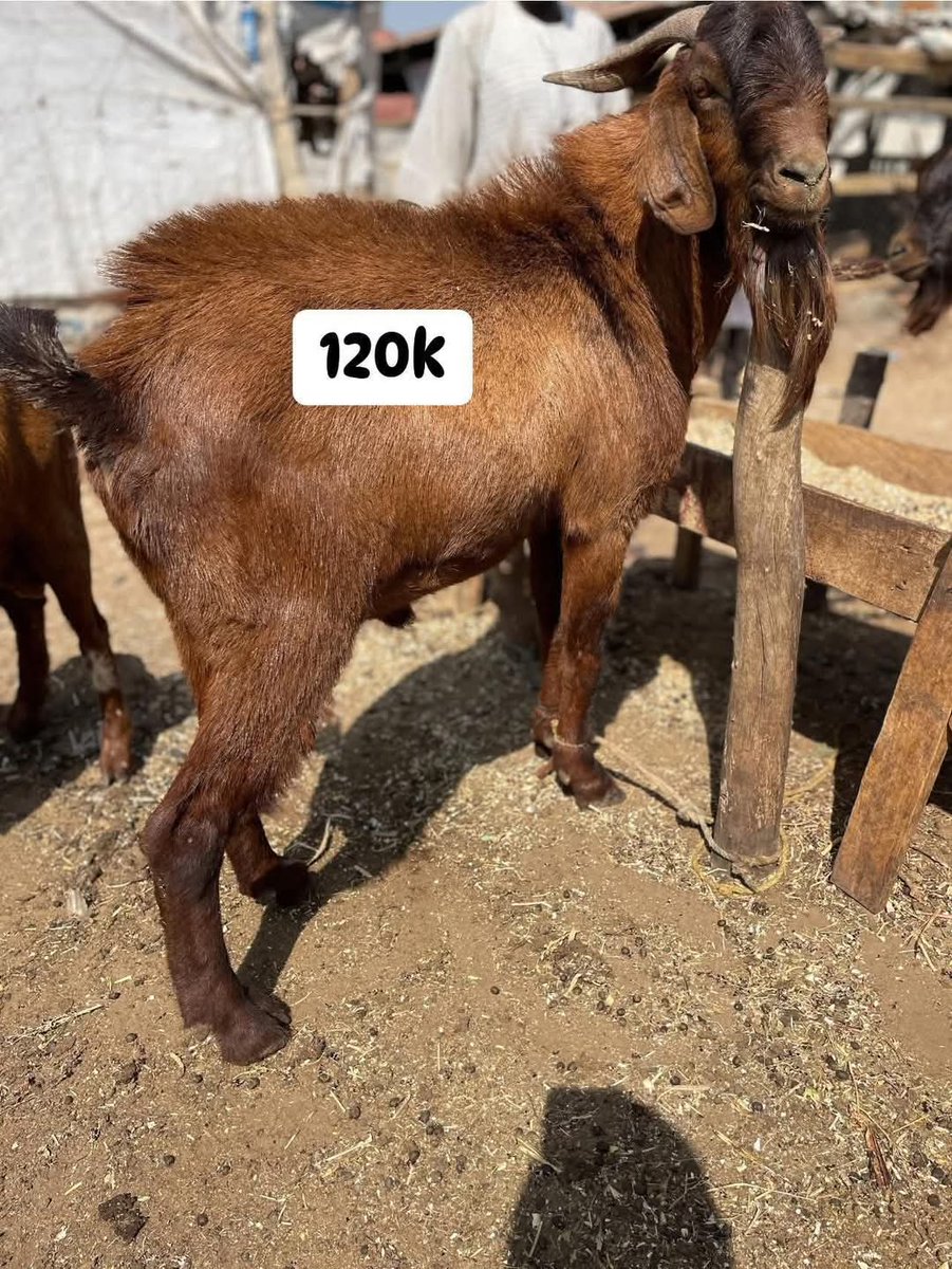 Chidimma Blessing Noblelady tweet media