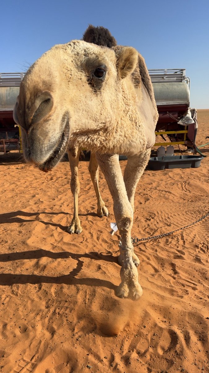 ‏ســنــد الصعيري tweet media