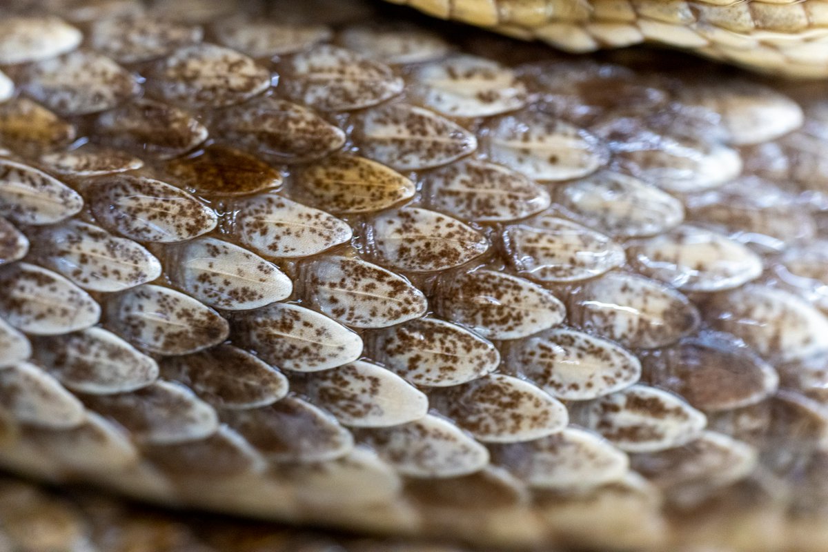 Texas A&M AgriLife Extension Service tweet media