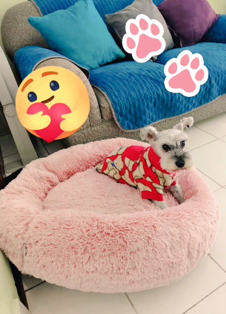 ¡¡Alguien está estrenando camita geriátrica ortopédica!!... Regalo de cumpleaños adelantado... 🐾 #Dulces16 #Gioia #GordaBella #schnauzer
