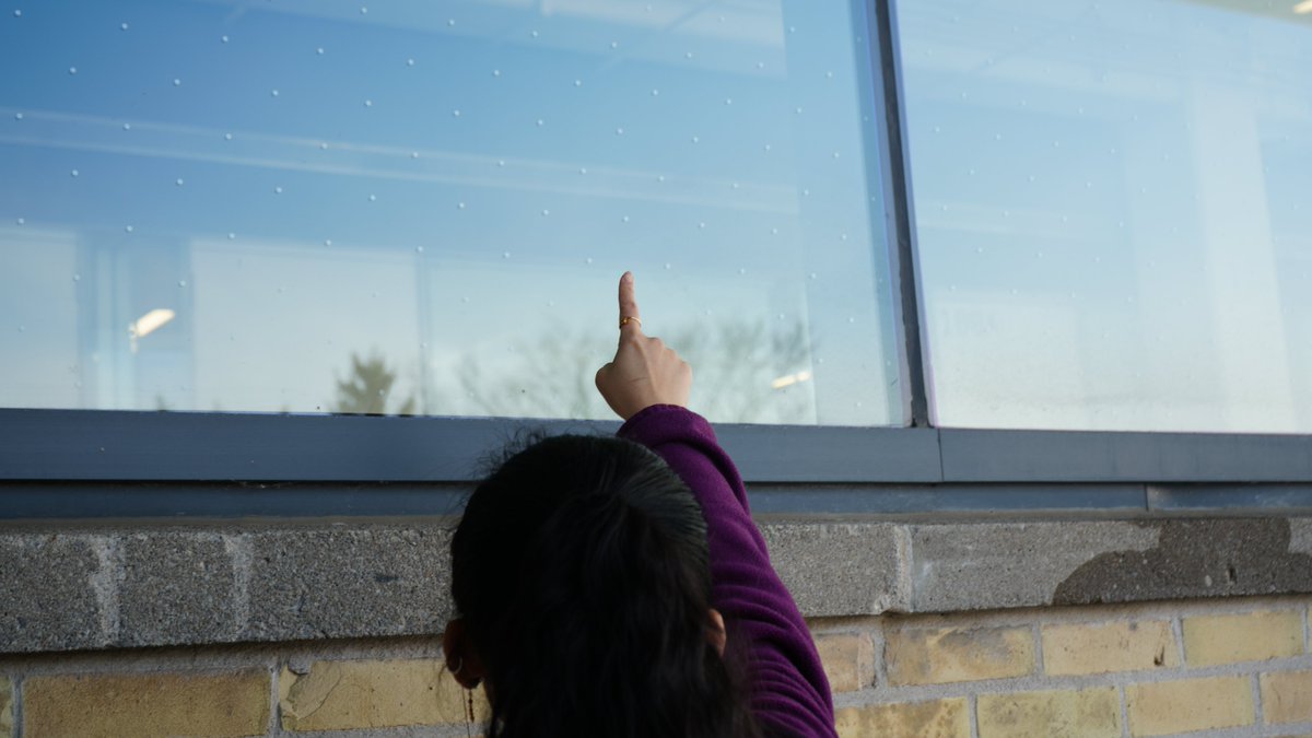 TWC_Wildlife's tweet photo. Spring isn't far away and migratory birds will soon be on the move! As they head north, many will face city hazards like bright lights and reflective windows. You can start helping now by making your windows bird-safe. Learn how: https://t.co/cxIrwQ3Q5C #BackyardTips https://t.co/61CkPxWgt0
