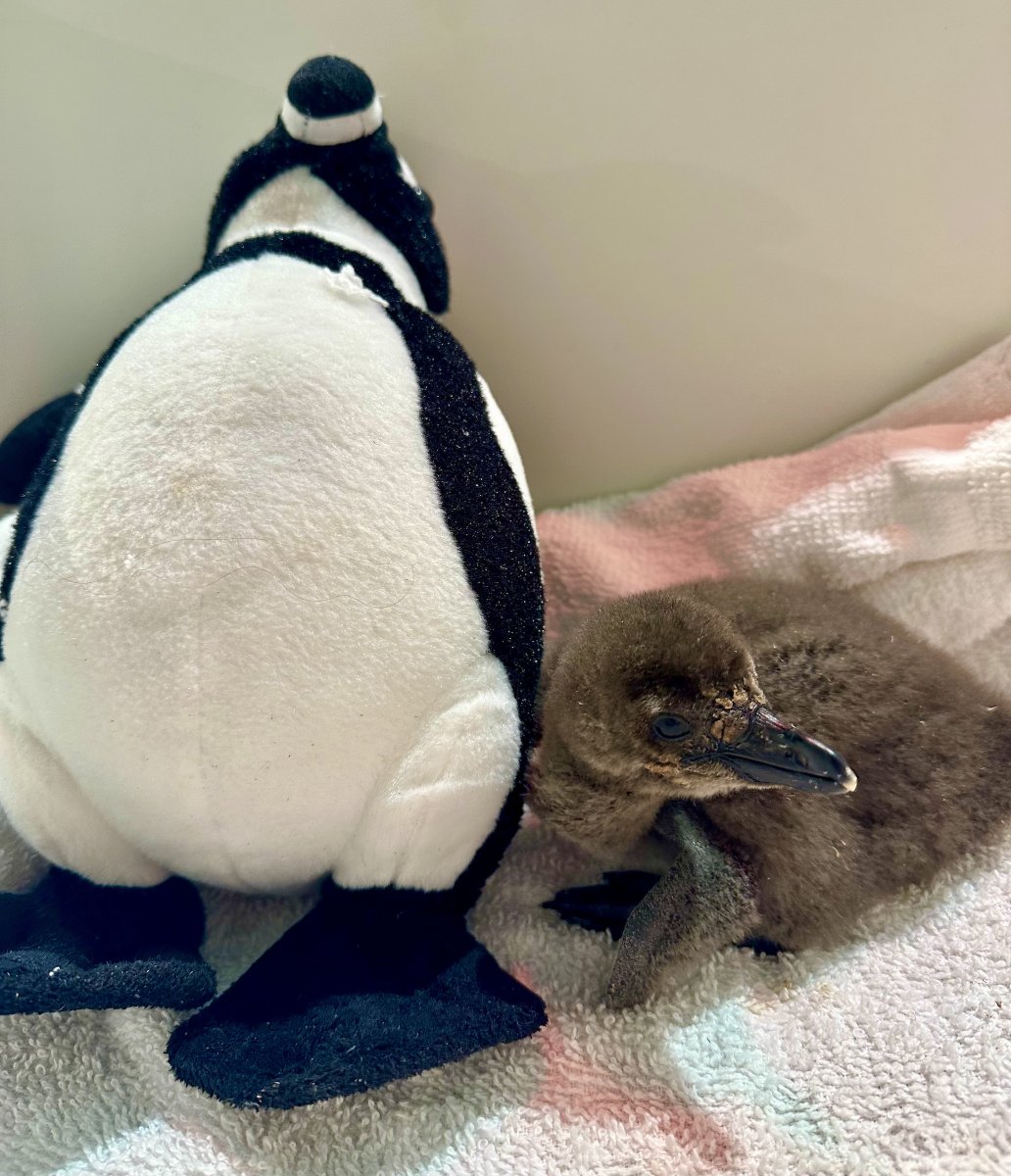 AudubonNature's tweet photo. We heard a certain plushie is trending… At Audubon Aquarium, our African penguin chick has one too! While our team provides expert care, the plushie simulates a parent bird - offering 24/7 comfort and helping the chick feel safe and secure. 🐧 https://t.co/BcAXI9OrNW