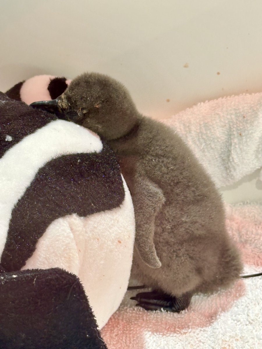 AudubonNature's tweet photo. We heard a certain plushie is trending… At Audubon Aquarium, our African penguin chick has one too! While our team provides expert care, the plushie simulates a parent bird - offering 24/7 comfort and helping the chick feel safe and secure. 🐧 https://t.co/BcAXI9OrNW