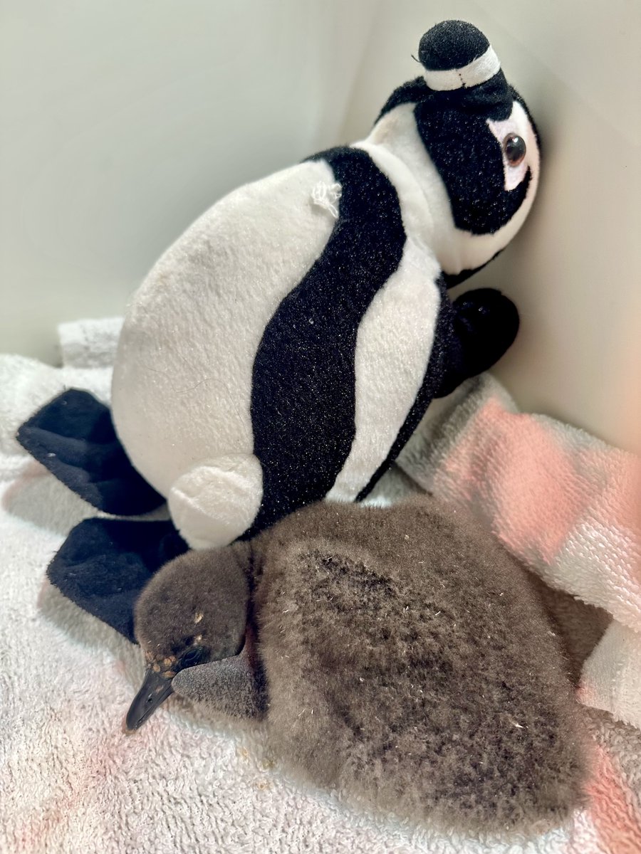 AudubonNature's tweet photo. We heard a certain plushie is trending… At Audubon Aquarium, our African penguin chick has one too! While our team provides expert care, the plushie simulates a parent bird - offering 24/7 comfort and helping the chick feel safe and secure. 🐧 https://t.co/BcAXI9OrNW