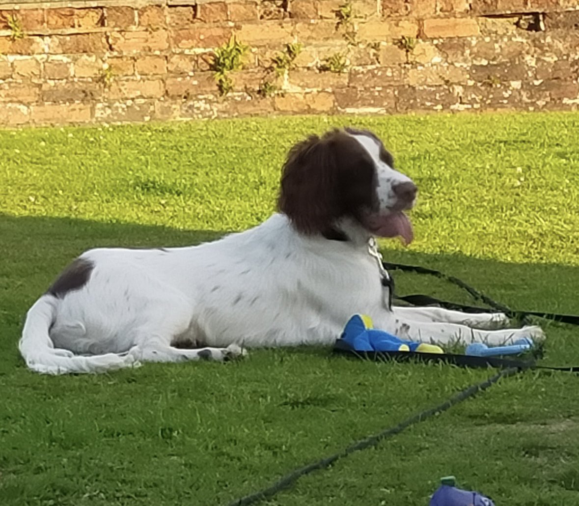Muffin is a beautiful 4 year old English Springer Spaniel. 
He is available and looking for a new home. Muffin has been around older kids of a teenage age. 
He wouldn’t suit a home with young kids. 
He isn’t use to living with other animals so a home for himself is best. He can