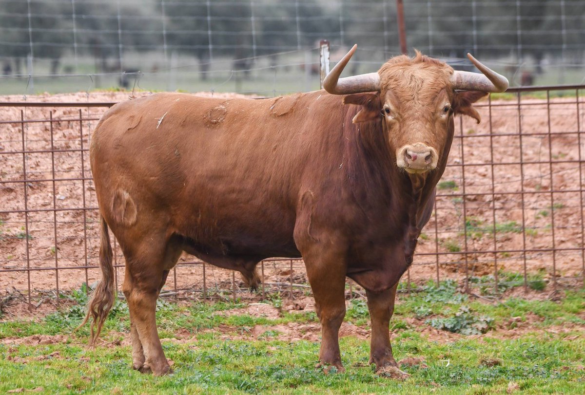 Chicuelinas y Tafalleras tweet media