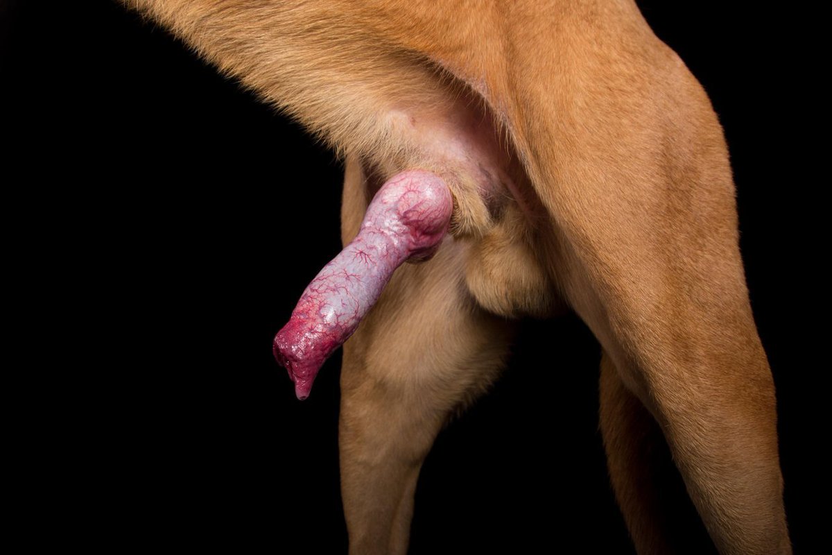ZooDaddy247340's tweet photo. What a good boy! 😛 https://t.co/Bo2sKU071L