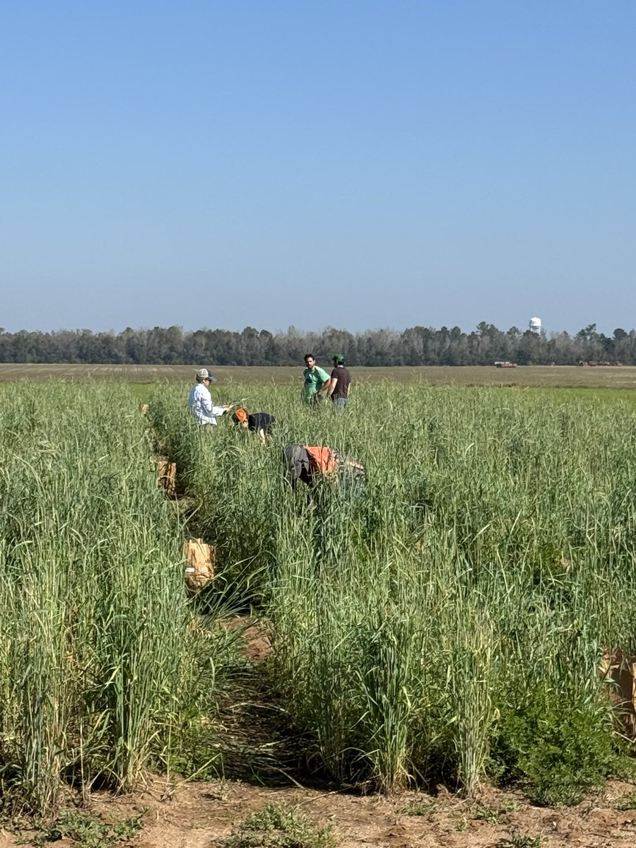 José Dubeux tweet media