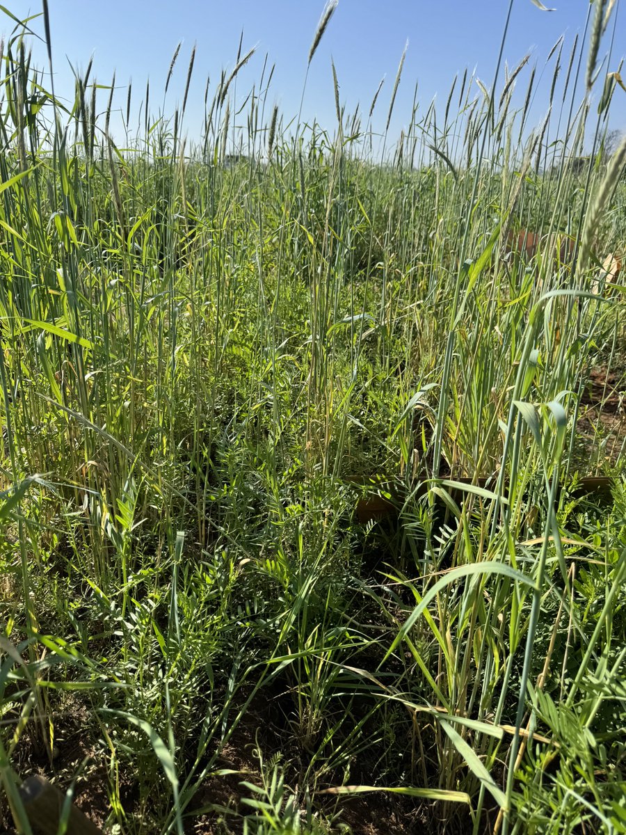 José Dubeux tweet media