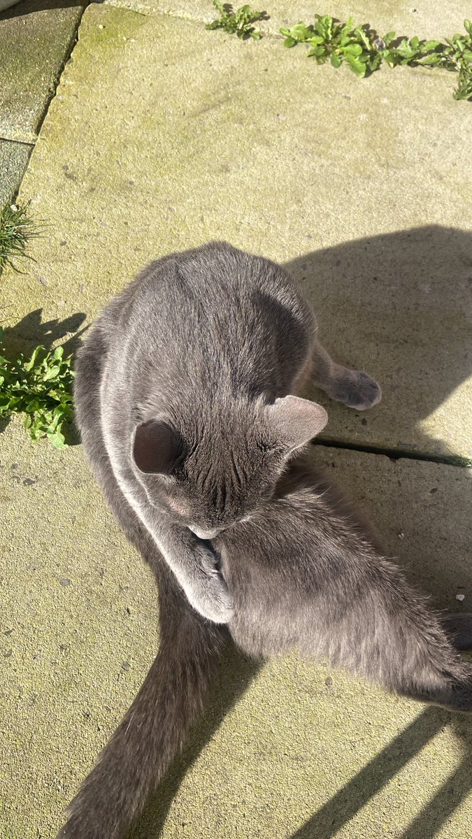 ket_urah's tweet photo. @EarthToGazelle literally! A few of the neighbourhood cats love to hang out with me whenever i’m in my garden. They love to sleep next to me https://t.co/2FPQMsdGJi