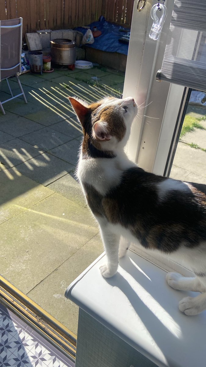 ket_urah's tweet photo. @EarthToGazelle literally! A few of the neighbourhood cats love to hang out with me whenever i’m in my garden. They love to sleep next to me https://t.co/2FPQMsdGJi