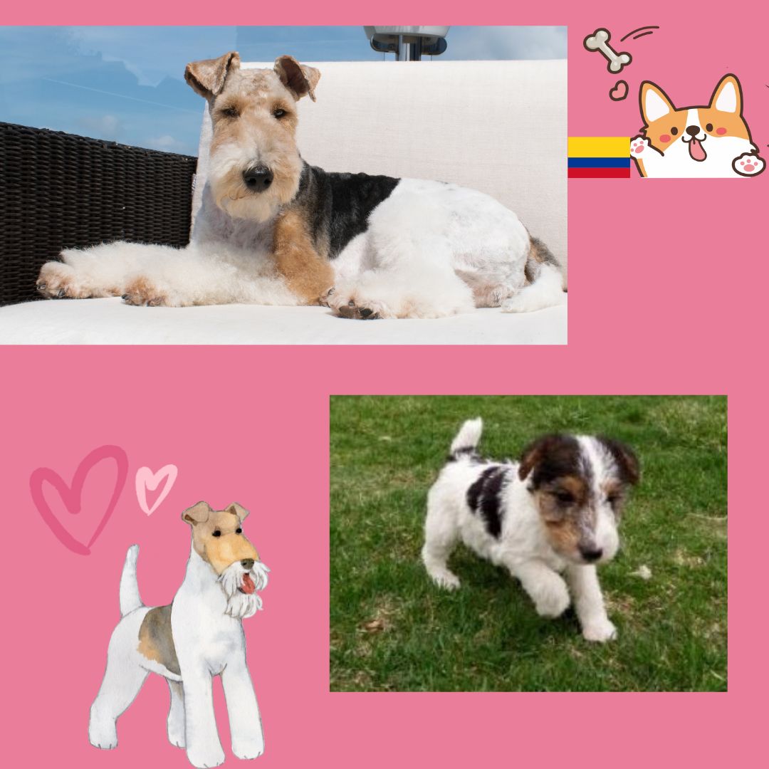 Mascotas Cachorros perros gatos Colombia club tweet media