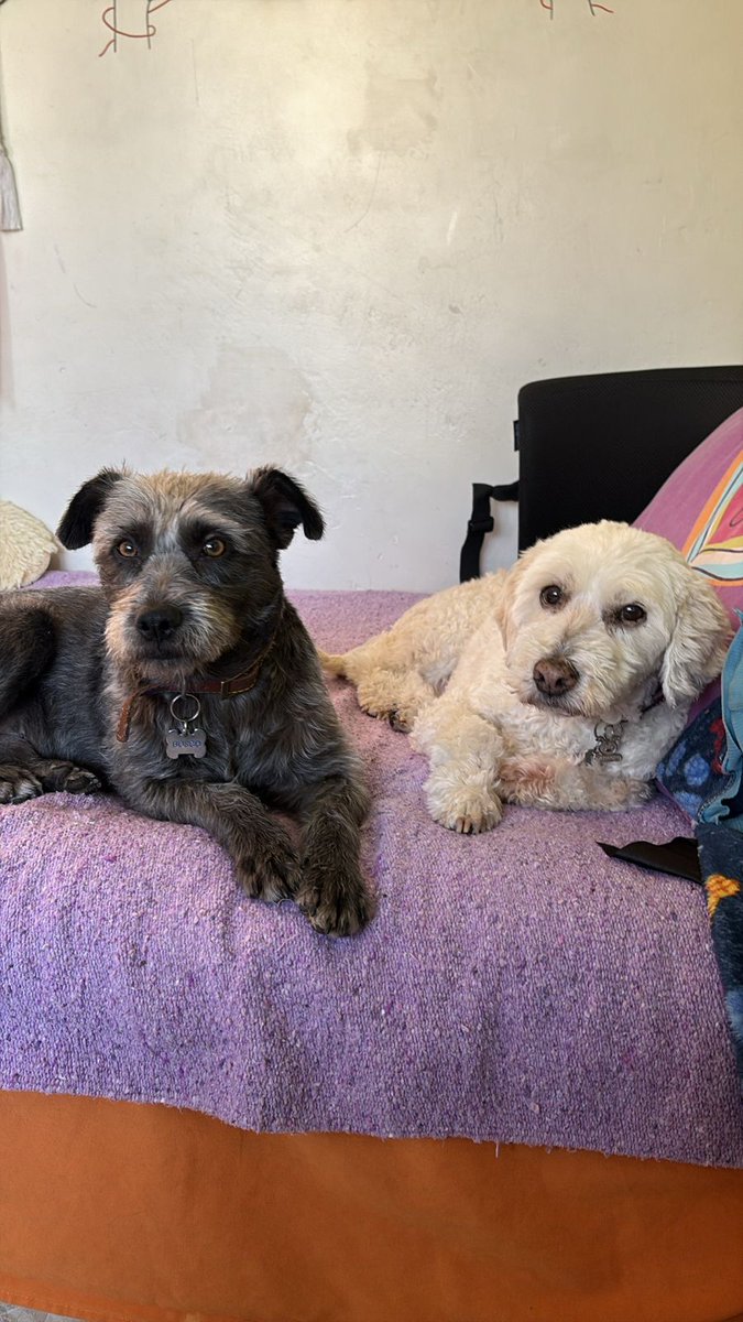 Paty Azua tweet media