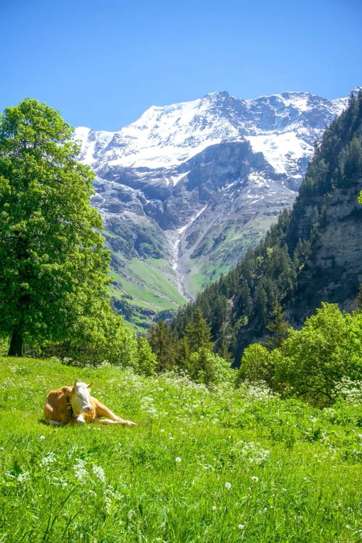 A peaceful summer afternoon in the alps 🌿🌼