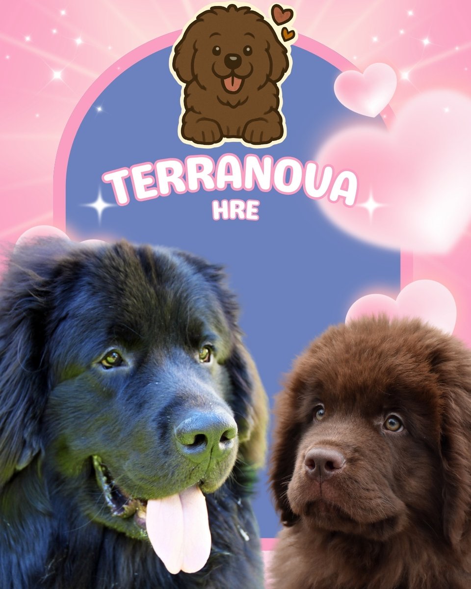 Mascotas Cachorros perros gatos Colombia club tweet media