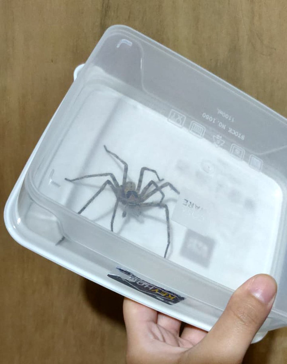 VhenyfireVT🔥 | 🇵🇭🔞 VGEN COMMS OPEN tweet media