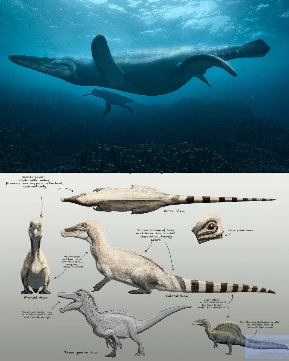 Gabriel N. U. tweet media