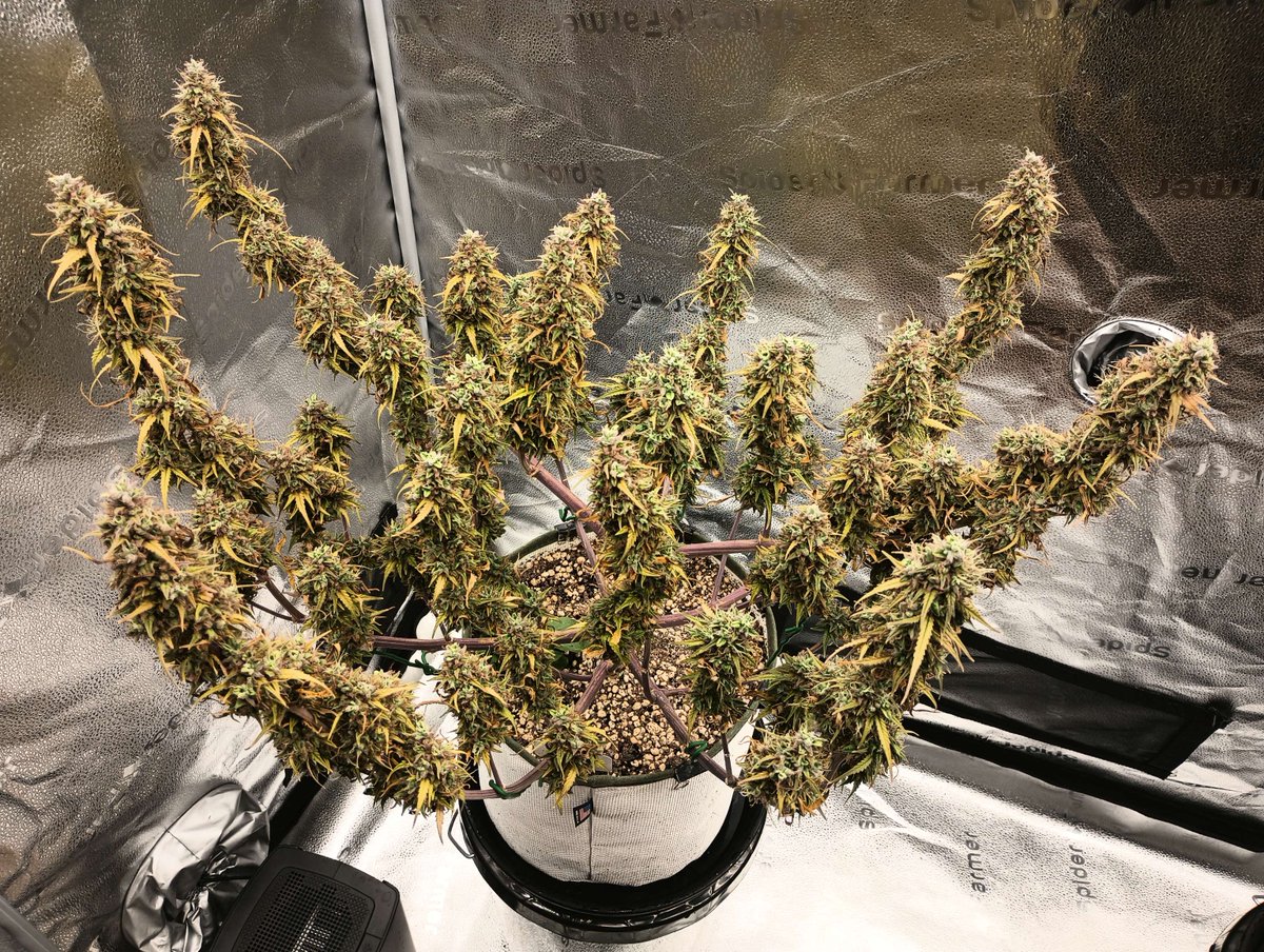 Auto Seeds tweet media