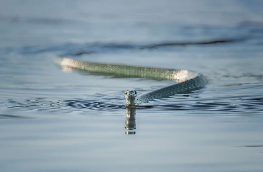 joancarroll's tweet photo. Green Water Snake Botswana! https://t.co/jKe1hygGdw #snake #watersnake #greensnake #snakes #africa #botswana #chobe #river #aquatic #reptile #reflections #nature #curving #ripples #giftideas #wallart #artforsale @joancarroll https://t.co/ECfEPw7G48