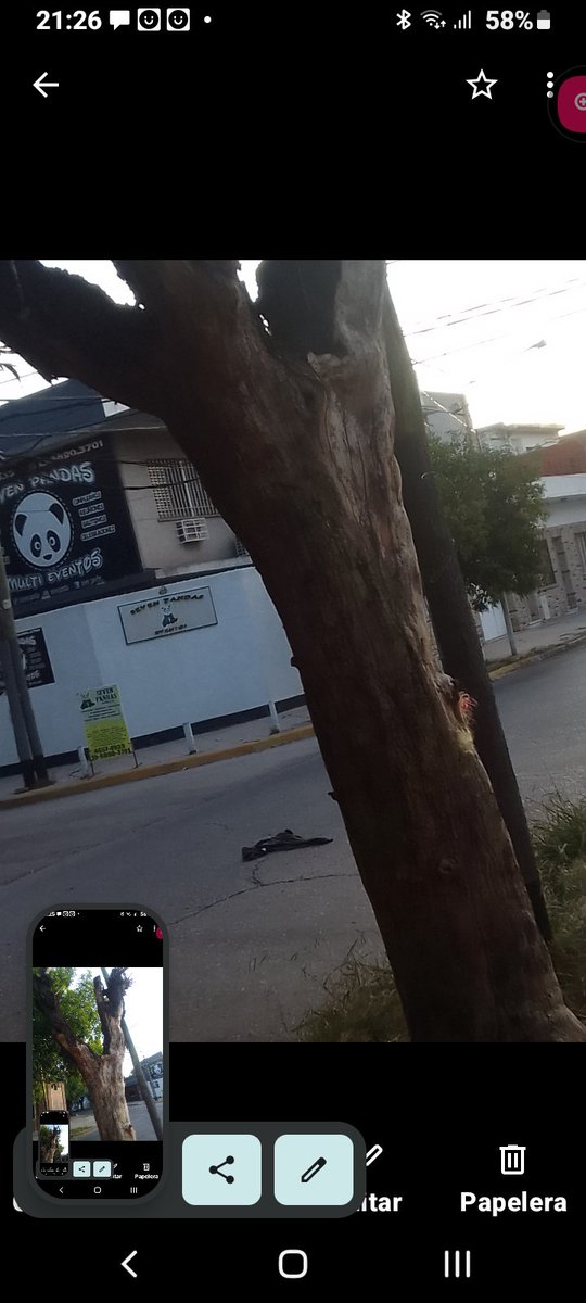 pablocigoj's tweet photo. @3framos @dievalen @Municipalidad3F @pcasna @solnad  Rafaela 4195. Ciudadela.  Solo desidia, 5 años pidiendo extracción de este árbol municipal seco y podrido en peligro de caída apoyado en el poste de edenor. Todos los reportes fueron rechazados. Extraer carajo!!!🤬🤬🤬 https://t.co/Lc9DMu7vy9