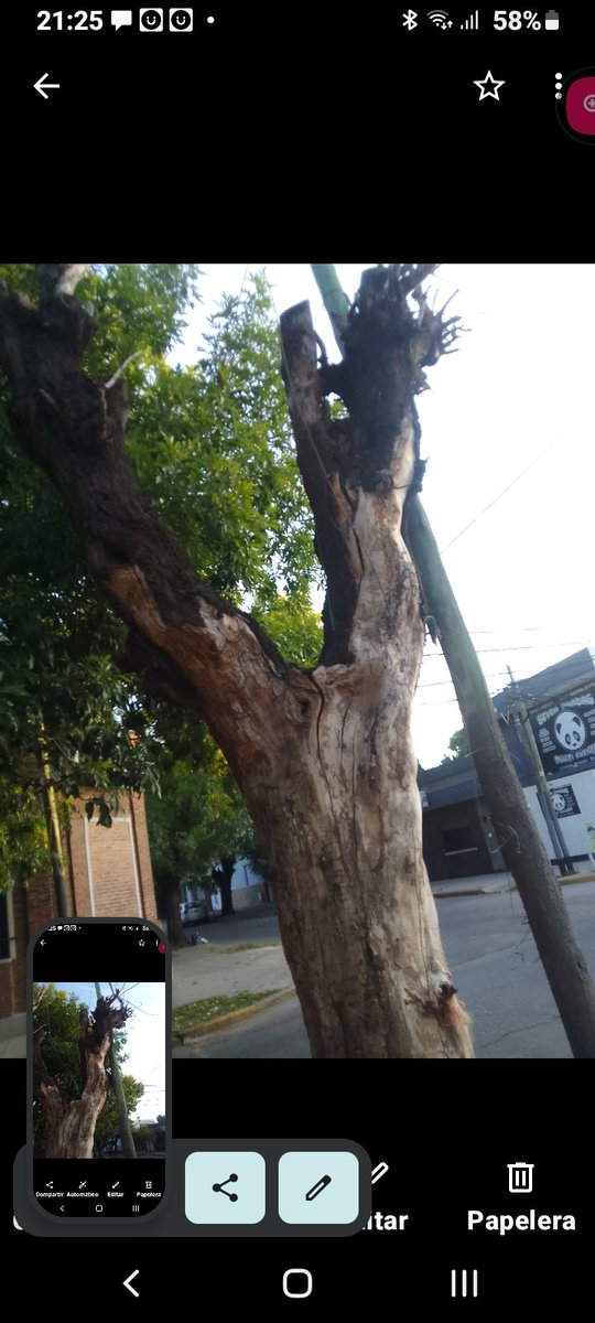 pablocigoj's tweet photo. @3framos @dievalen @Municipalidad3F @pcasna @solnad  Rafaela 4195. Ciudadela.  Solo desidia, 5 años pidiendo extracción de este árbol municipal seco y podrido en peligro de caída apoyado en el poste de edenor. Todos los reportes fueron rechazados. Extraer carajo!!!🤬🤬🤬 https://t.co/Lc9DMu7vy9