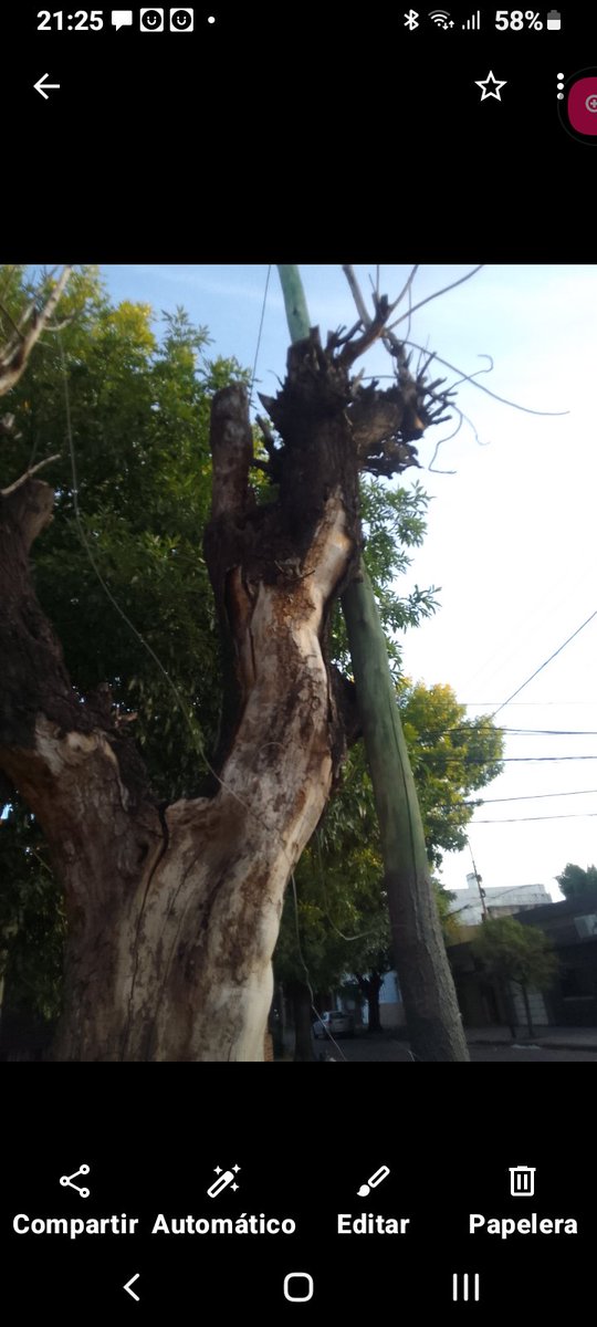 pablocigoj's tweet photo. @3framos @dievalen @Municipalidad3F @pcasna @solnad  Rafaela 4195. Ciudadela.  Solo desidia, 5 años pidiendo extracción de este árbol municipal seco y podrido en peligro de caída apoyado en el poste de edenor. Todos los reportes fueron rechazados. Extraer carajo!!!🤬🤬🤬 https://t.co/Lc9DMu7vy9