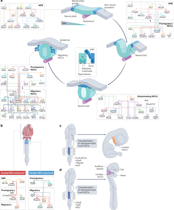 Nature Reviews Molecular Cell Biology tweet media
