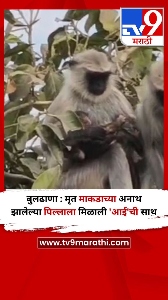 TV9Marathi's tweet image. बुलढाणा : मृत माकडाच्या अनाथ झालेल्या पिल्लाला मिळाली 'आई'ची साथ 
tv9marathi.com/videos/short-v…
#Buldhana #monkey #trending
