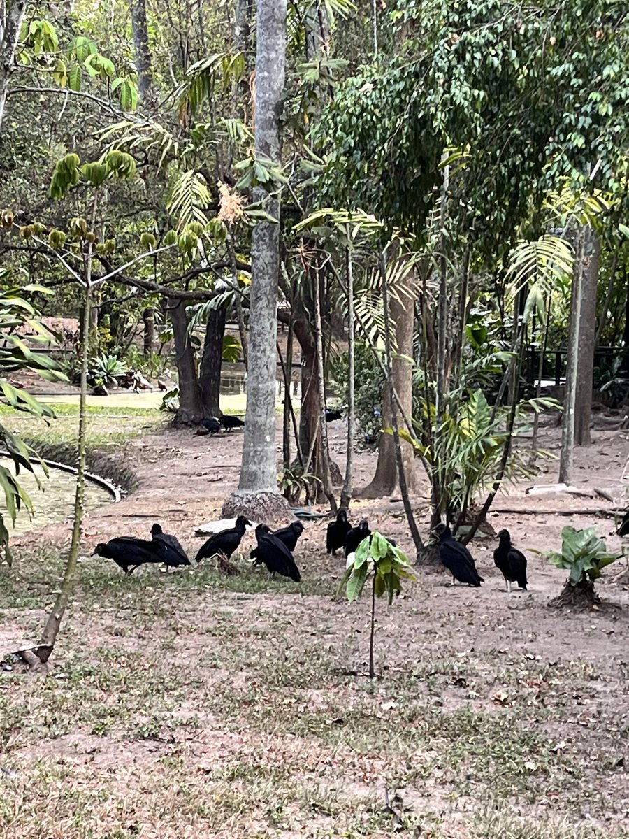 Postales del parque del este. 

Ignoran las denuncias sobre su horrible abandono. Solo basta ver alrededor. No les importa. Un lugar que fue una joya del paisajismo moderno. Pulmón de Caracas, y lugar de esparcimiento. Moribundo.