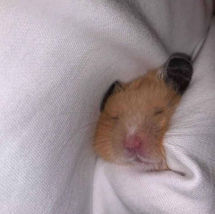 hamjin bot (@hamjinbot) on Twitter photo 